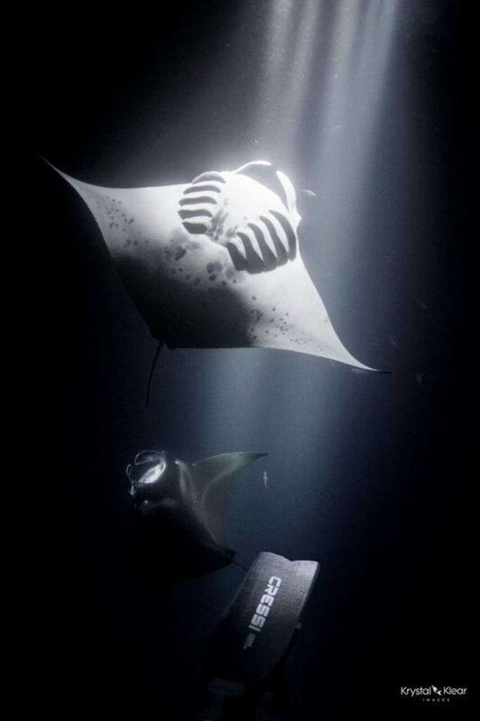 30595296 2065270953486989 3000546637570858241 n